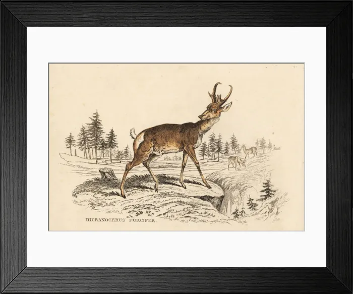 Framed Print : Pronghorn, Antilocapra americana Framed Print : Pronghorn, Antilocapra americana