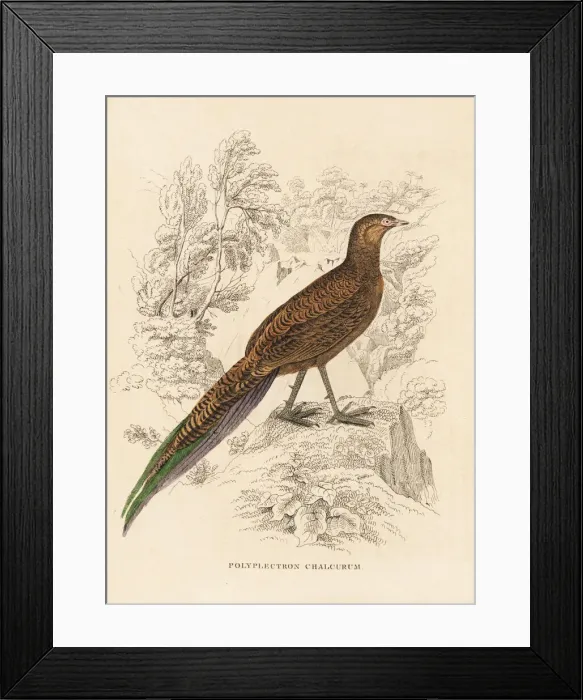 Framed Print : Bronze-tailed peacock-pheasant, Polyplectron chalcurum Framed Print : Bronze-tailed peacock-pheasant, Polyplectron chalcurum