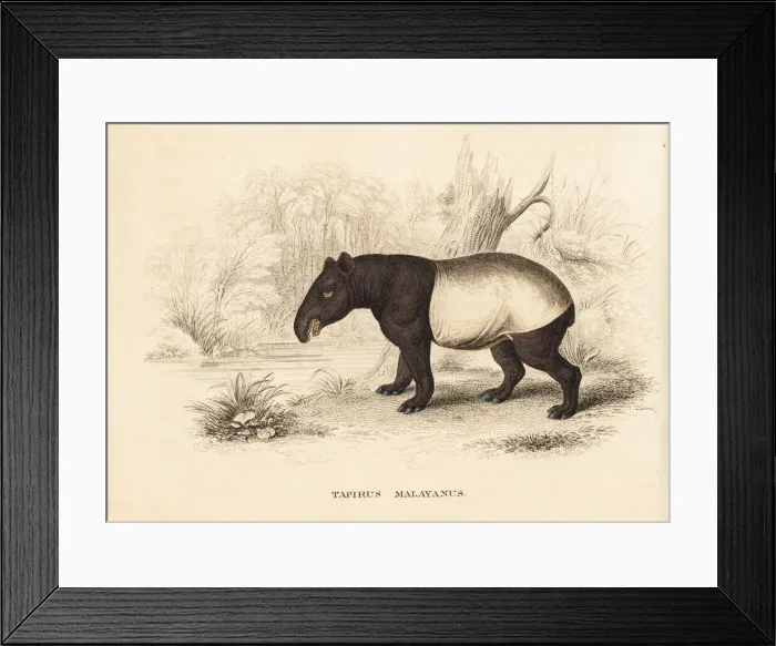 Framed Print : Malayan tapir, Tapirus indicus. Endangered Framed Print : Malayan tapir, Tapirus indicus. Endangered