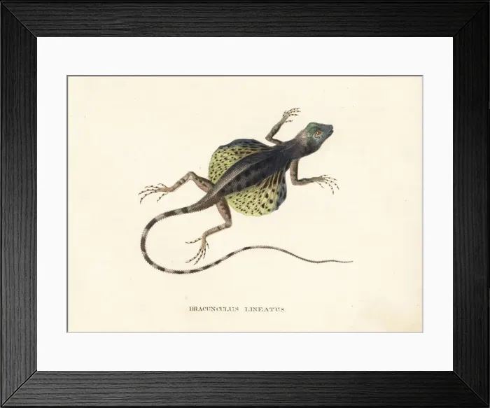 Framed Print : Lined flying dragon, Draco lineatus Framed Print : Lined flying dragon, Draco lineatus