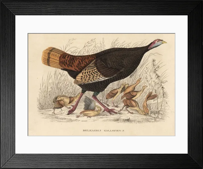 Framed Print : Wild turkey, Meleagris gallopavo, hen with poults Framed Print : Wild turkey, Meleagris gallopavo, hen with poults