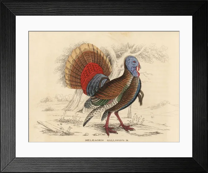 Framed Print : Wild turkey, Meleagris gallopavo, male or tom Framed Print : Wild turkey, Meleagris gallopavo, male or tom