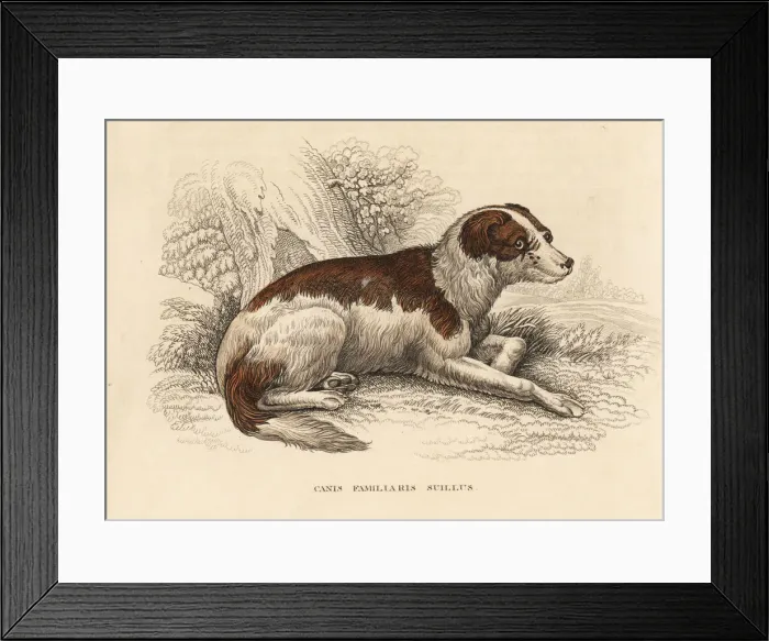 Framed Print : Boar-hound of Germany, Canis lupus familiaris Framed Print : Boar-hound of Germany, Canis lupus familiaris