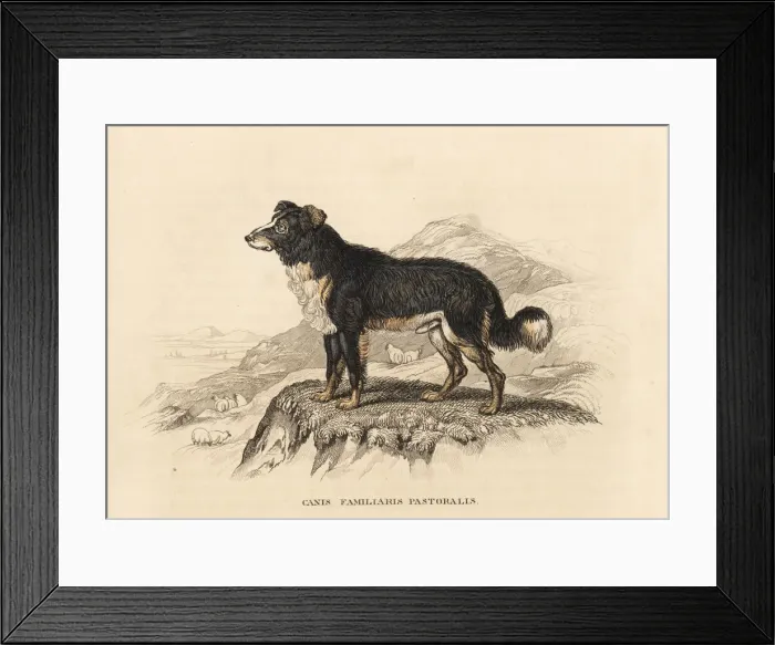 Framed Print : Sheepdog, Canis lupus familiaris Framed Print : Sheepdog, Canis lupus familiaris
