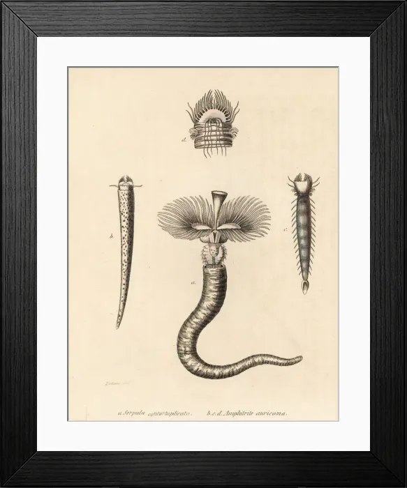 Framed Print : Tubeworm and fanworm Framed Print : Tubeworm and fanworm