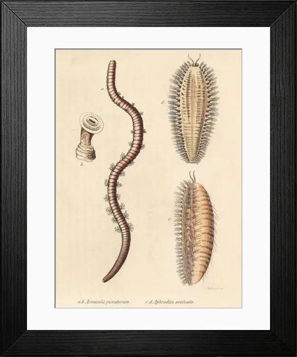 Framed Print : Lugworm and sea mouse Framed Print : Lugworm and sea mouse