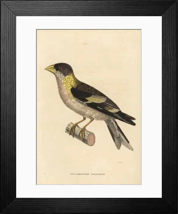 Framed Print : Evening grosbeak, Hesperiphona vespertina, female Framed Print : Evening grosbeak, Hesperiphona vespertina, female