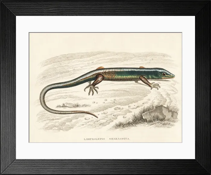 Framed Print : Emerald skink, Lamprolepis smaragdina Framed Print : Emerald skink, Lamprolepis smaragdina