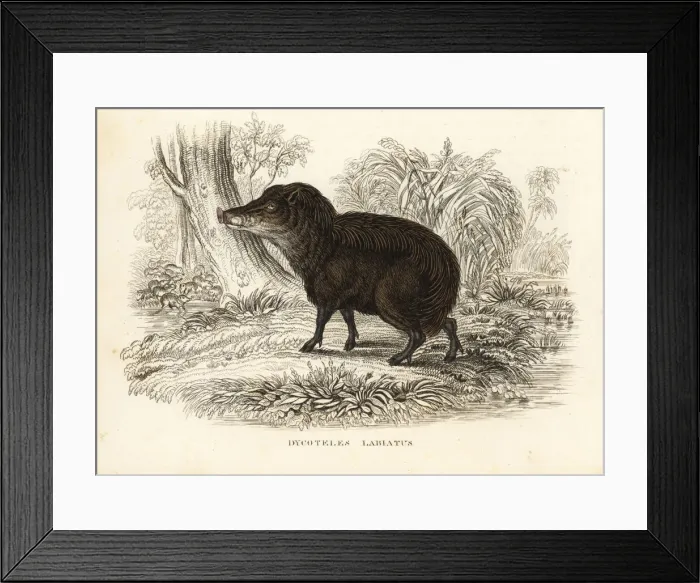 Framed Print : White-lipped peccary, Tayassu pecari Framed Print : White-lipped peccary, Tayassu pecari