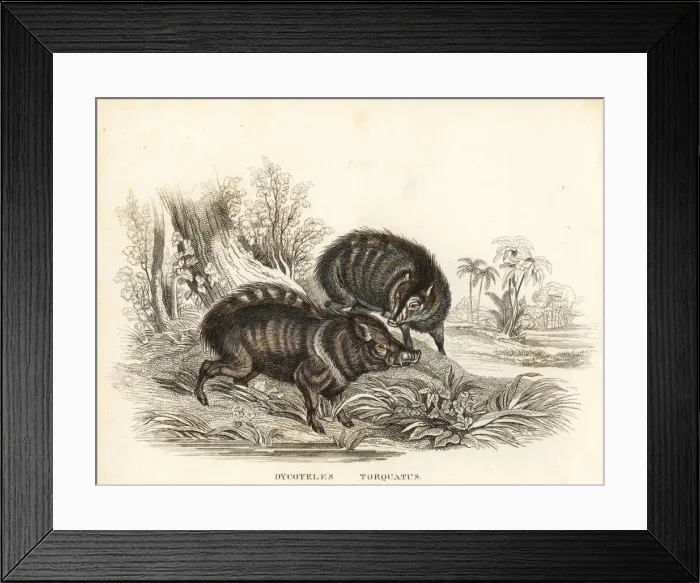 Framed Print : Collared peccary; Pecari tajacu Framed Print : Collared peccary; Pecari tajacu