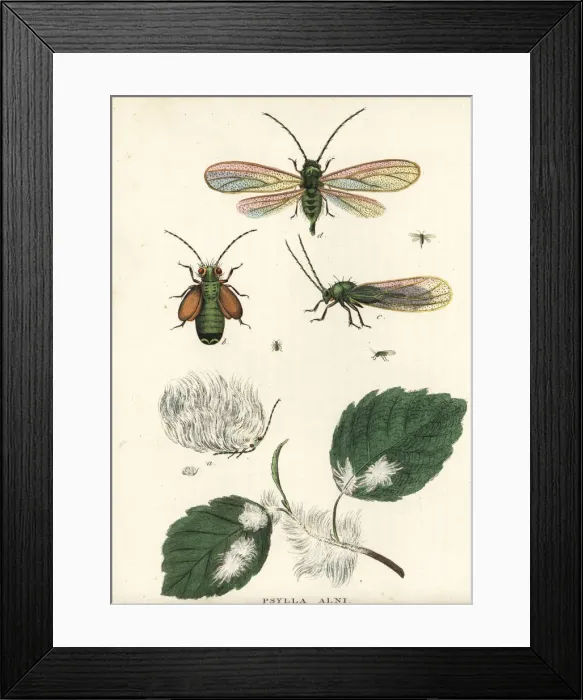 Framed Print : Alder psylla, Psylla alni Framed Print : Alder psylla, Psylla alni