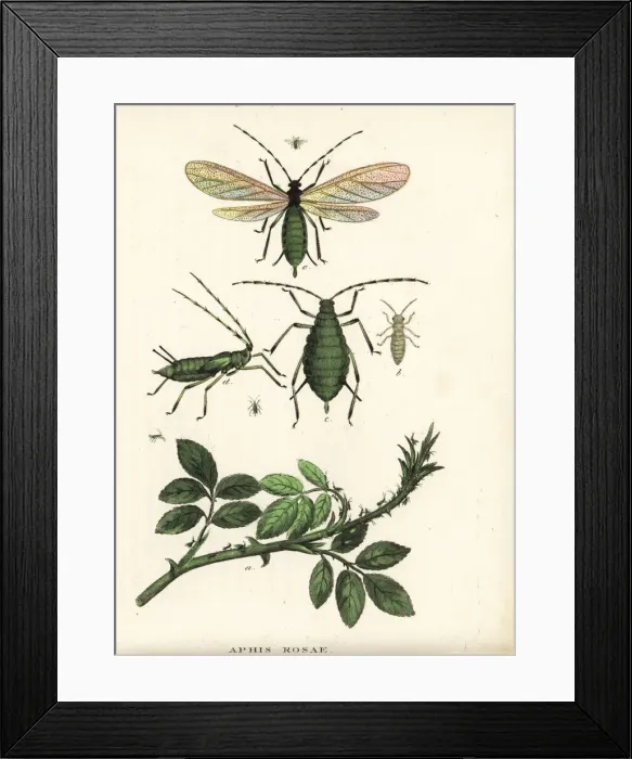Framed Print : Rose aphid, Aphis rosae, on rose bush Framed Print : Rose aphid, Aphis rosae, on rose bush