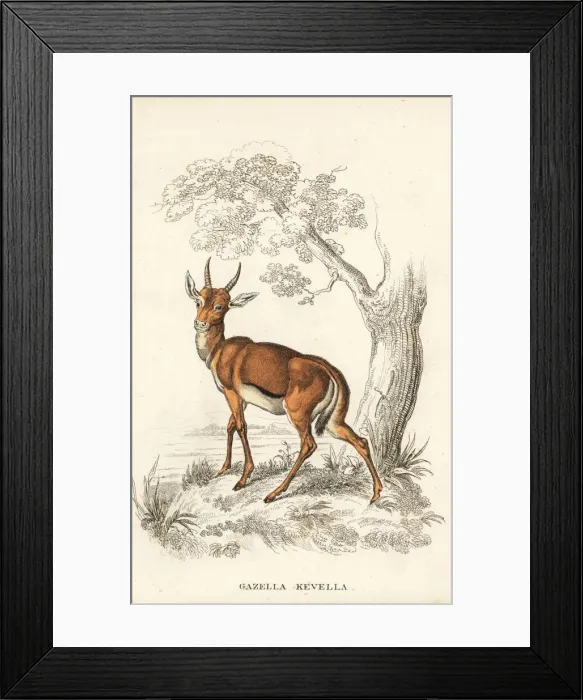 Framed Print : Dorcas gazelle, Gazella dorcas Framed Print : Dorcas gazelle, Gazella dorcas