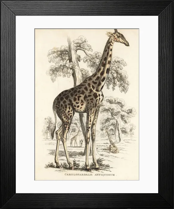 Framed Print : Kordofan giraffe, Giraffa camelopardalis antiquorum Framed Print : Kordofan giraffe, Giraffa camelopardalis antiquorum