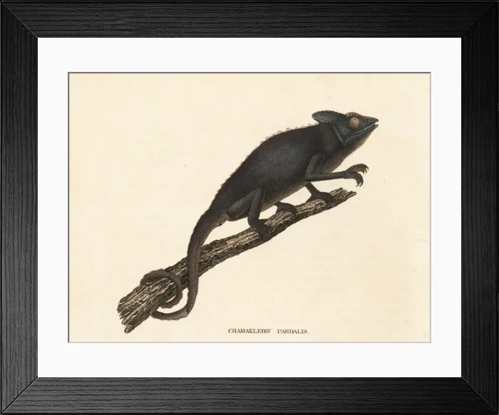 Framed Print : Panther chameleon, Furcifer pardalis Framed Print : Panther chameleon, Furcifer pardalis
