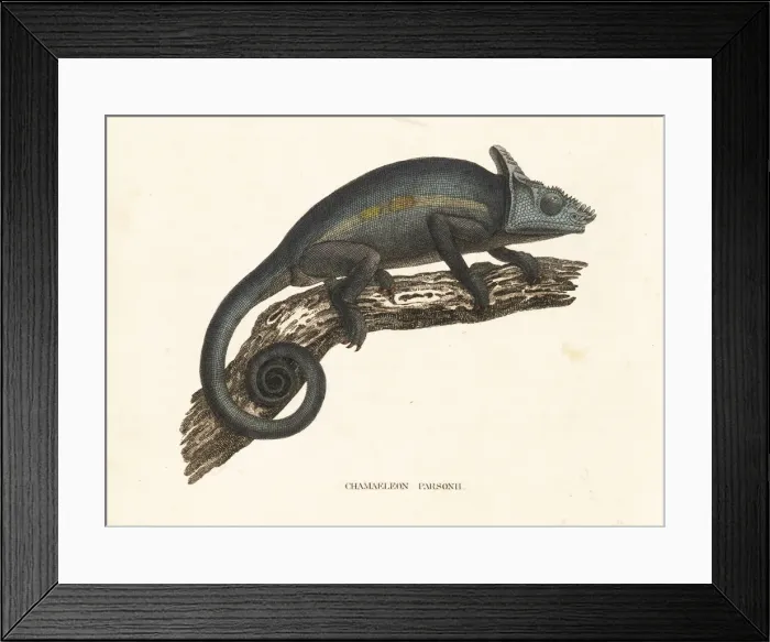Framed Print : Parsons chameleon, Calumma parsonii Framed Print : Parsons chameleon, Calumma parsonii