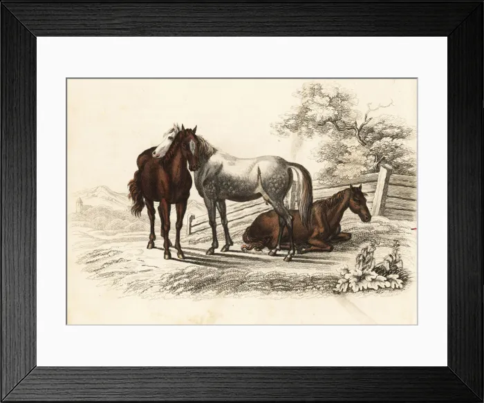 Framed Print : Hungarian warmblood horse, Equus caballus Framed Print : Hungarian warmblood horse, Equus caballus