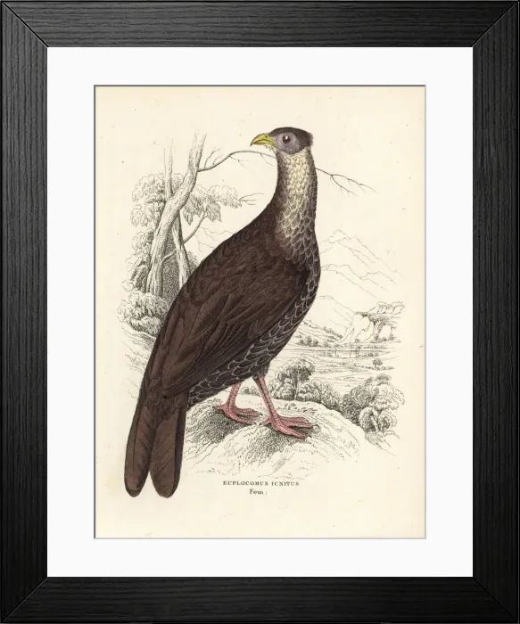 Framed Print : Crested fireback, Lophura ignita Framed Print : Crested fireback, Lophura ignita