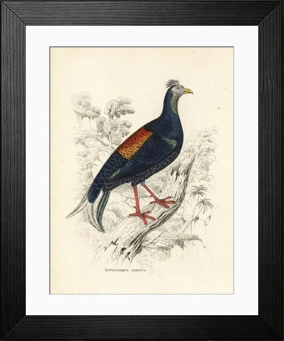 Framed Print : Crested fireback, Lophura ignita Framed Print : Crested fireback, Lophura ignita