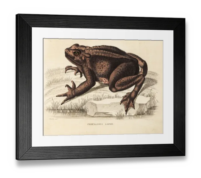 Framed Print : Asian giant toad, Bufo asper Framed Print : Asian giant toad, Bufo asper