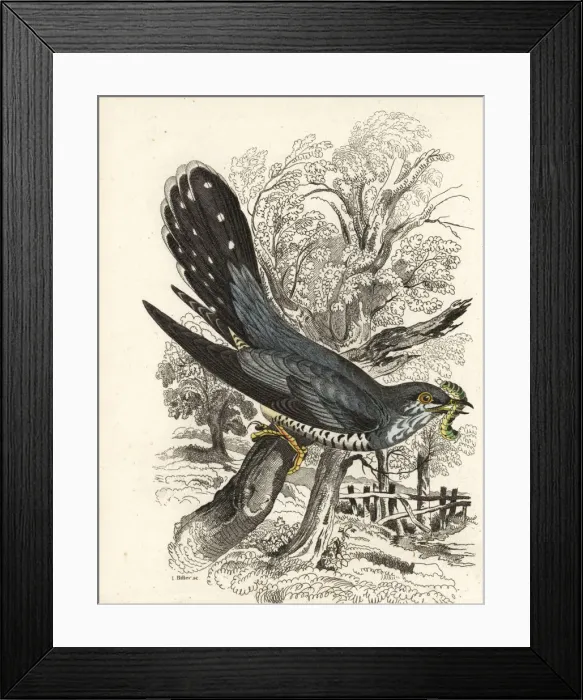 Framed Print : Common cuckoo, Cuculus canorus Framed Print : Common cuckoo, Cuculus canorus