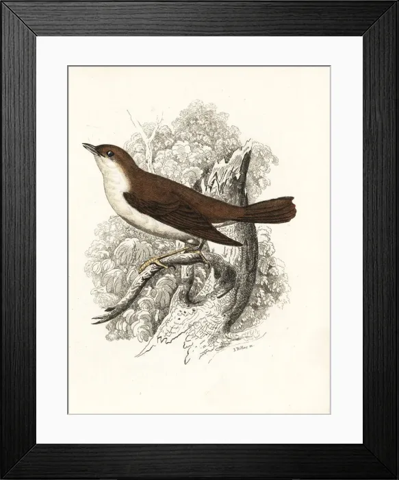 Framed Print : Thrush nightingale, Luscinia luscinia Framed Print : Thrush nightingale, Luscinia luscinia