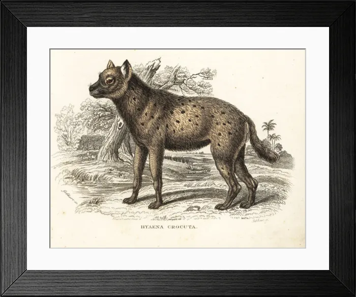 Framed Print : Spotted hyena, Crocuta crocuta Framed Print : Spotted hyena, Crocuta crocuta