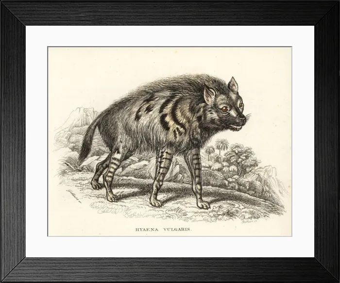 Framed Print : Striped hyena, Hyaena hyaena Framed Print : Striped hyena, Hyaena hyaena