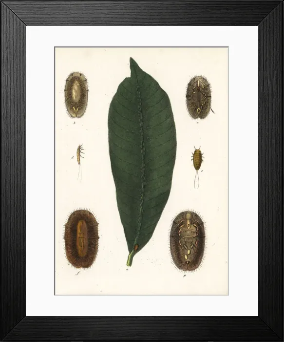 Framed Print : Brown soft scale, Coccus hesperidum, on a leaf Framed Print : Brown soft scale, Coccus hesperidum, on a leaf