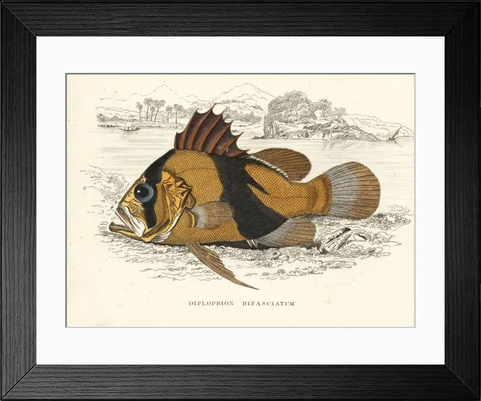 Framed Print : Barred soapfish, Diploprion bifasciatum Framed Print : Barred soapfish, Diploprion bifasciatum