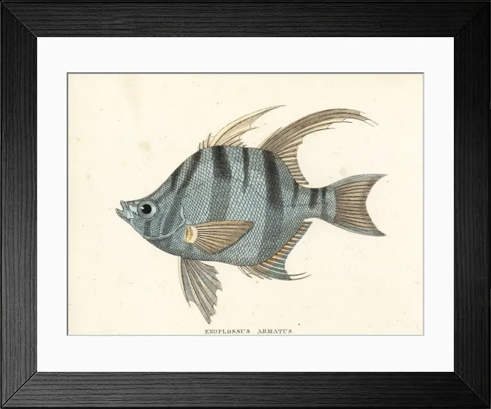 Framed Print : Old wife, Enoplosus armatus (Enoplossus armatus) Framed Print : Old wife, Enoplosus armatus (Enoplossus armatus)
