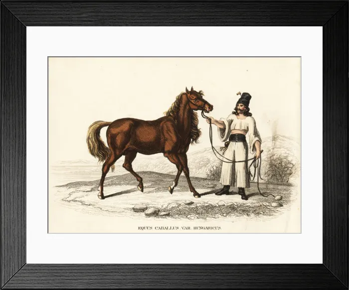 Framed Print : Hungarian warmblood horse, Equus caballus Framed Print : Hungarian warmblood horse, Equus caballus