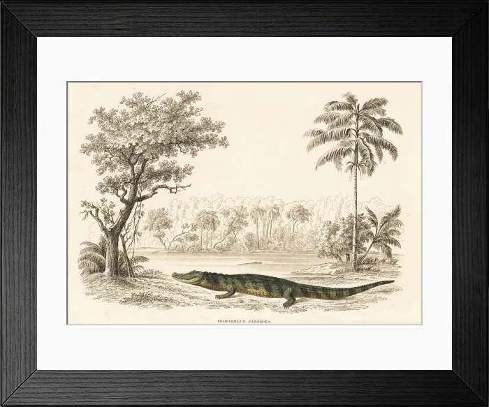 Framed Print : Broad-snouted caiman, Caiman latirostris Framed Print : Broad-snouted caiman, Caiman latirostris