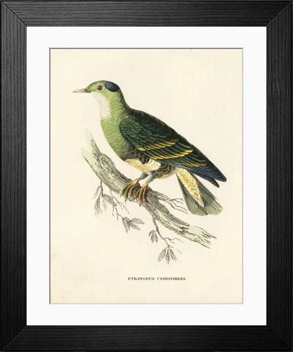 Framed Print : Blue and green turteline, Ptilinopus cyanovirens Framed Print : Blue and green turteline, Ptilinopus cyanovirens
