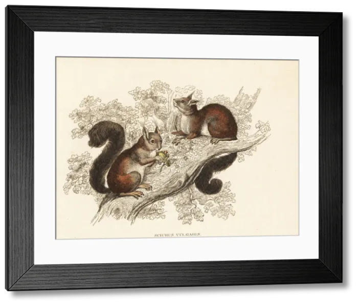 Framed Print : Eurasian red squirrel, Sciurus vulgaris