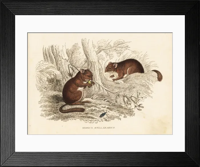 Framed Print : Dormouse, Glis glis Framed Print : Dormouse, Glis glis