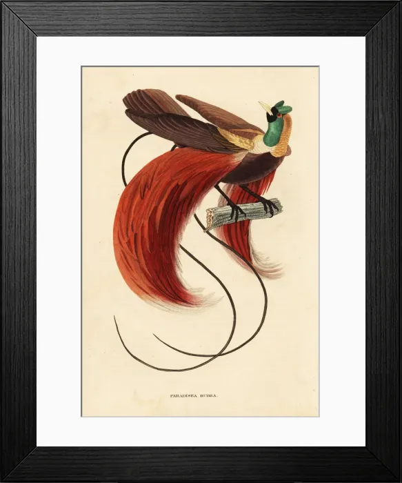 Framed Print : Red bird-of-paradise, Paradisaea rubra Framed Print : Red bird-of-paradise, Paradisaea rubra