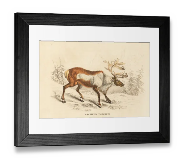 Framed Print : Reindeer or caribou, Rangifer tarandus Framed Print : Reindeer or caribou, Rangifer tarandus