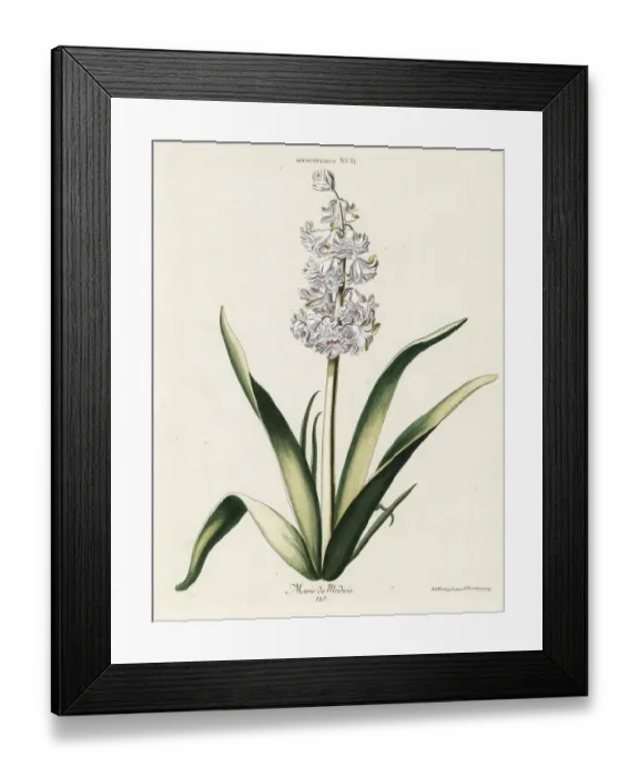 Framed Print : Hyacinth hybrid variety, Marie de Medicis Framed Print : Hyacinth hybrid variety, Marie de Medicis
