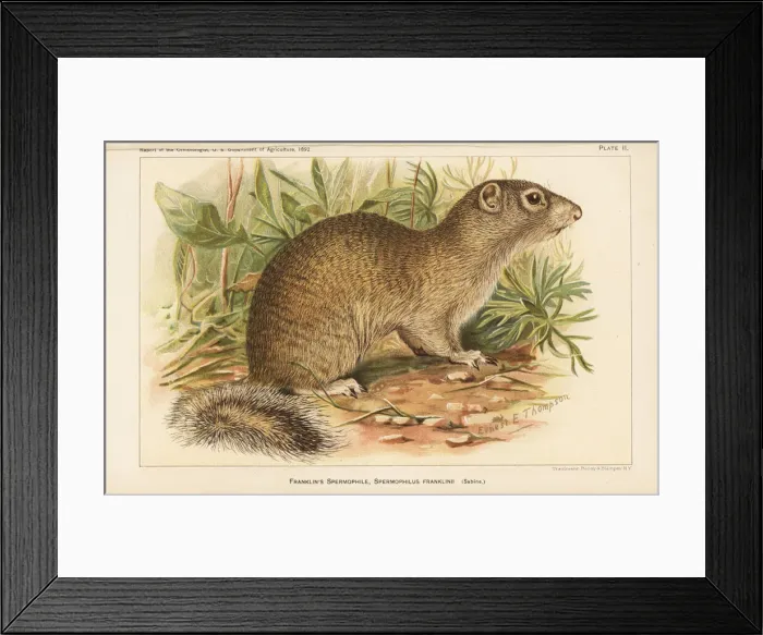 Framed Print : Franklins ground squirrel, Poliocitellus franklinii Framed Print : Franklins ground squirrel, Poliocitellus franklinii