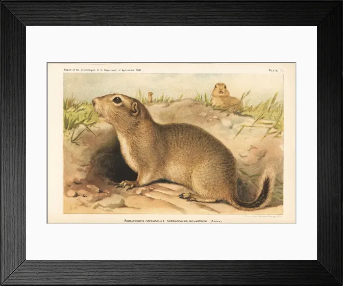 Framed Print : Richardsons ground squirrel, Urocitellus richardsonii Framed Print : Richardsons ground squirrel, Urocitellus richardsonii