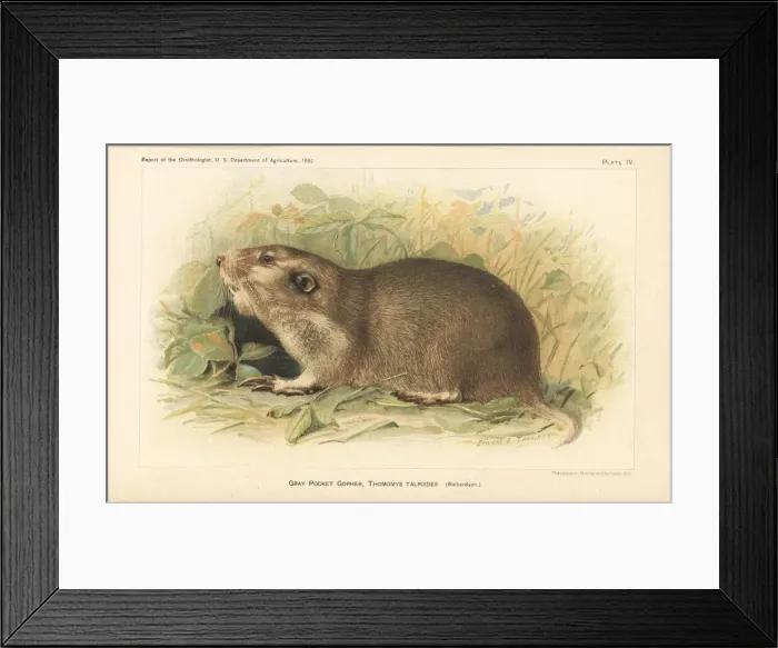 Framed Print : Gray or northern pocket gopher, Thomomys talpoides Framed Print : Gray or northern pocket gopher, Thomomys talpoides