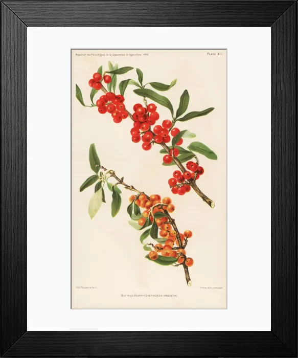 Framed Print : Buffalo berry, Shepherdia argentia Framed Print : Buffalo berry, Shepherdia argentia