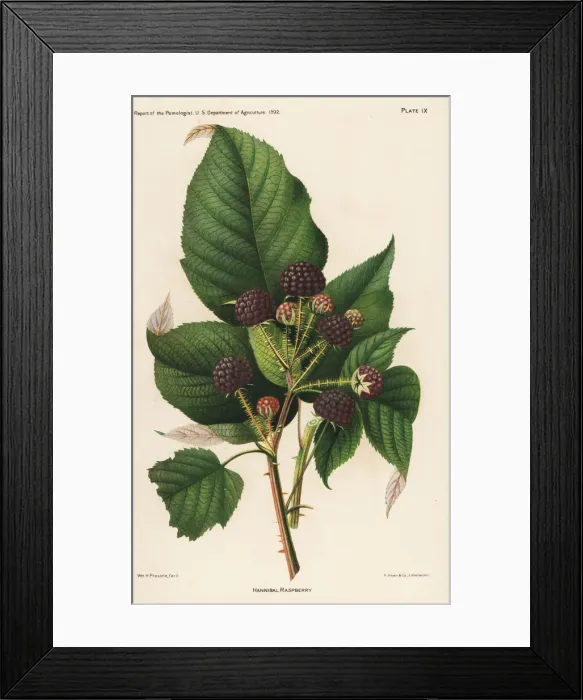 Framed Print : Hannibal raspberry, Rubus idaeus Framed Print : Hannibal raspberry, Rubus idaeus