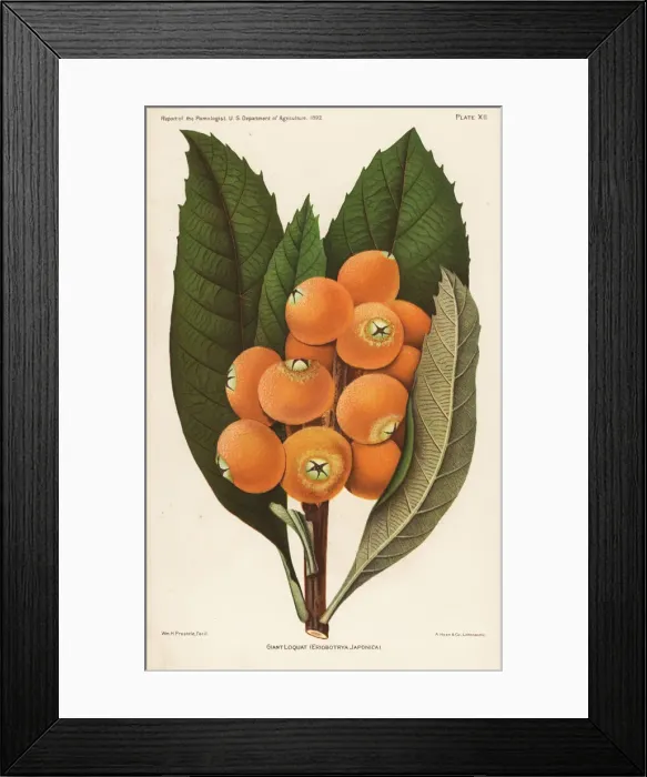 Framed Print : Giant loquat from van Demans Report of Framed Print : Giant loquat from van Demans Report of