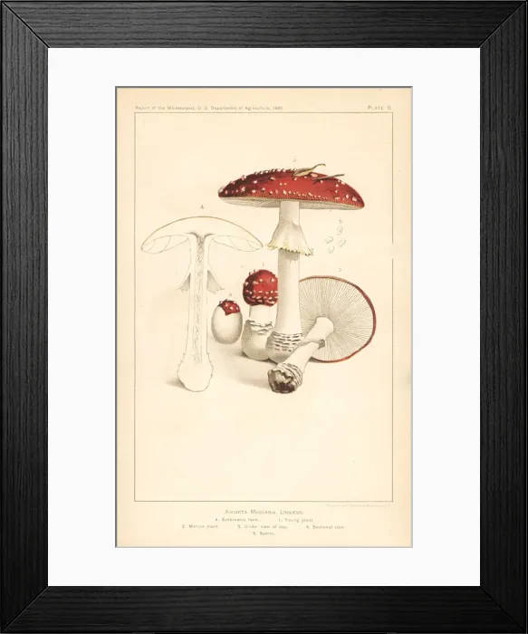 Framed Print : Fly agaric mushroom, Amanita muscaria Framed Print : Fly agaric mushroom, Amanita muscaria
