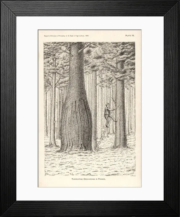 Framed Print : Turpentine orcharding in France Framed Print : Turpentine orcharding in France