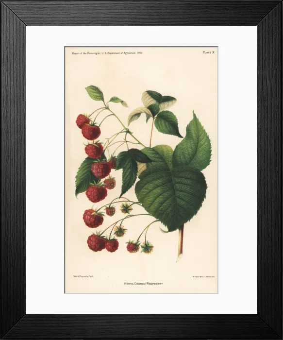 Framed Print : Royal Church raspberry, Rubus idaeus Framed Print : Royal Church raspberry, Rubus idaeus