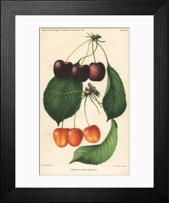 Framed Print : Cherry varieties, Bing and Napoleon, Prunus avium Framed Print : Cherry varieties, Bing and Napoleon, Prunus avium