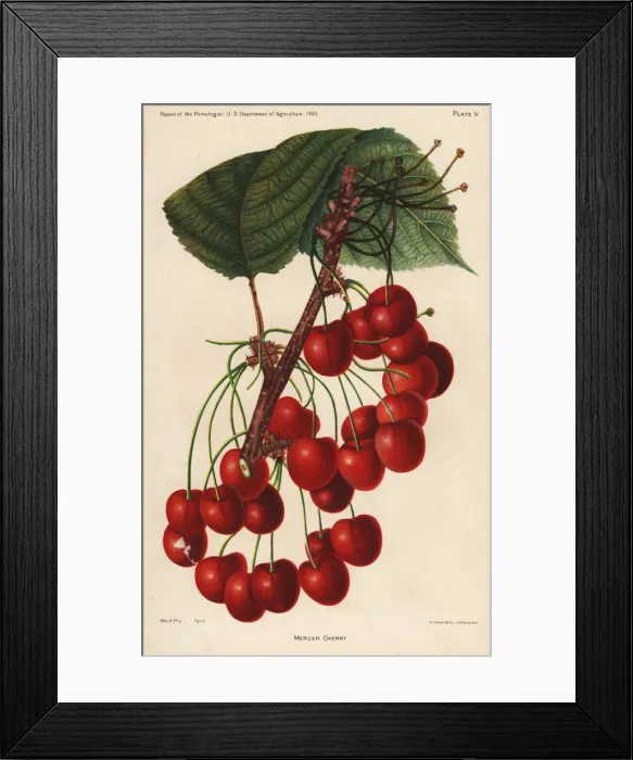 Framed Print : Mercer cherry, Prunus avium Framed Print : Mercer cherry, Prunus avium